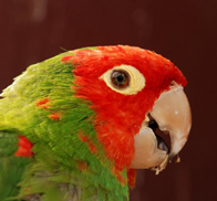 Rose  Faced Parrot . Ecuador Birdwatching San Jorge de  Milpe