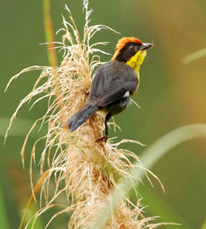 the magic hiking & birding circuit map  - san jorge eco-lodge quito ecuador birding