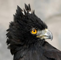 ecuador birding bird watching tours