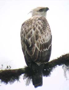 semi collared hawk san jorge ecolodge quito ecuador birding