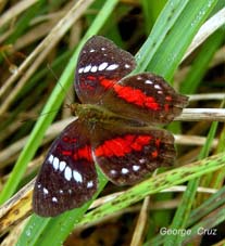 Butterflies San Jorge de Milpe