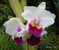 San Jorge de Milpe Orchid & Bird Reserve