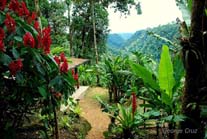 Ecuador Cloud Forest