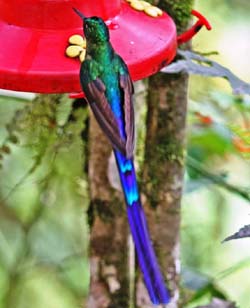 student group ornithology program