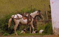 ecuador birding bird watching tours miple reserve