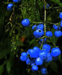 ecuador birding bird watching tours