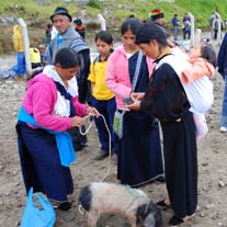 rufus tailed hummingbird