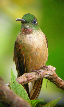 Fawn breasted brillant at San Jorge de Tandayapa ecuador Hummingbird Sanctuary bird watching