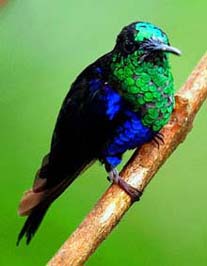 Green Crowned woodnymph at San Jorge de Tandayapa Eco-Lodge & Hummingbird Sanctuary