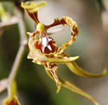 orchidaceae at an Jorge de Tandayapa ecuador  naturalist tour