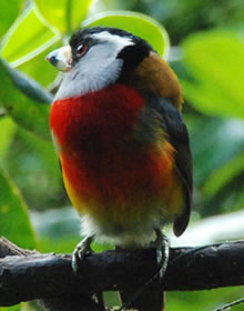 toucan barbet at San Jorge de Tandayapa ecuador Hummingbird Sanctuary bird watching