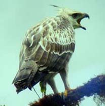 black and chestnut eagle at San Jorge de Tandayapa Eco-Lodge & Hummingbird Sanctuary