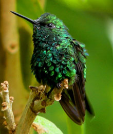 Green crowned woodnymph at San Jorge de Tandayapa ecuador Hummingbird Sanctuary bird watching