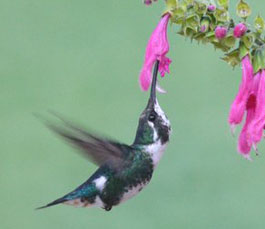 San Jorge de Tandayapa ecuador Hummingbird Sanctuary bird watching
