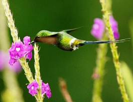 San Jorge de Tandayapa ecuador Hummingbird Sanctuary bird watching