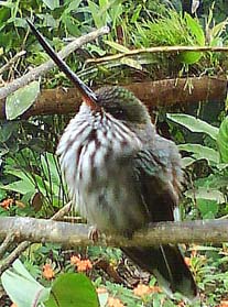 tandayapa milpe birding bird watcing tours ecuador