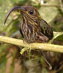 san jorge ecolodge quite birding lodge ecuador