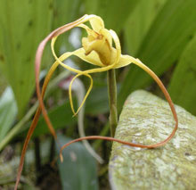 orchidaceae at an Jorge de Tandayapa ecuador  naturalist tour