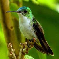 andean emerald at San Jorge de Tandayapa Eco-Lodge & Hummingbird Sanctuary